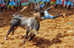 Avaniyapuram Jallikattu begins, tractor, car on prize list